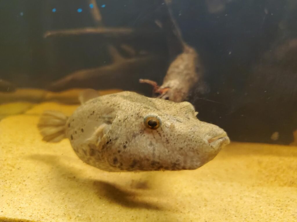 Pig Nose Puffer Fish