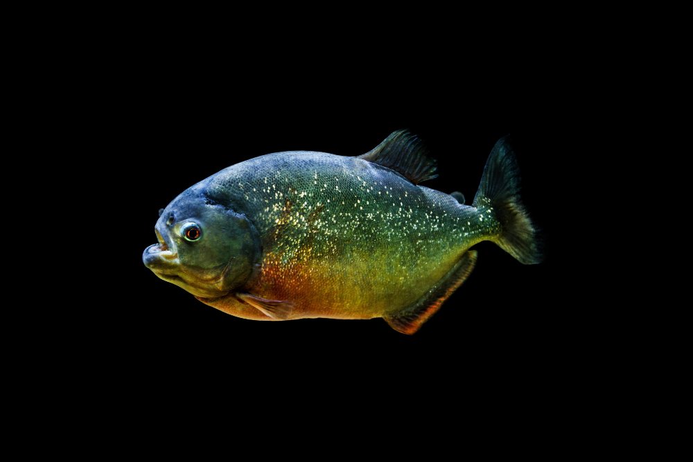 Piranha