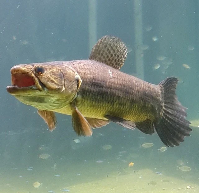 Aimara Wolf Fish