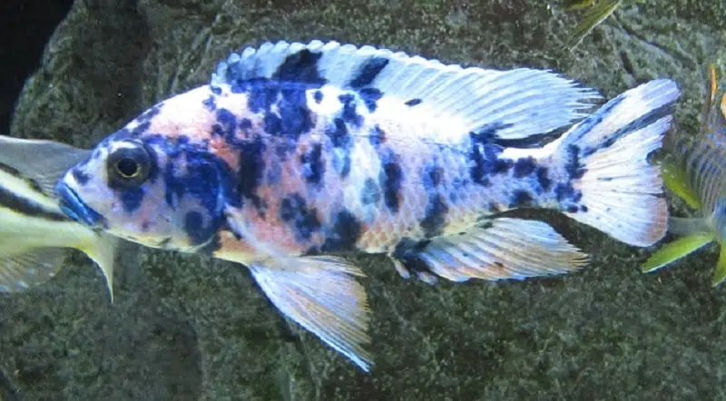 African Cichlids
