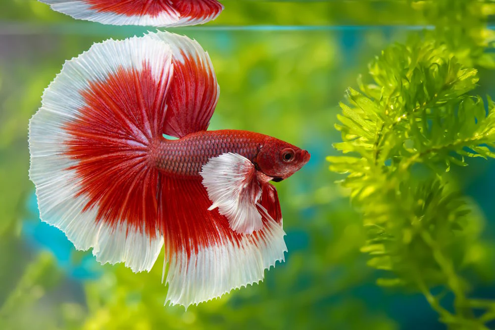 Betta